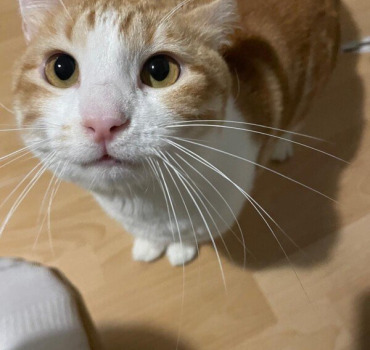 Sauvez Booga 🐈