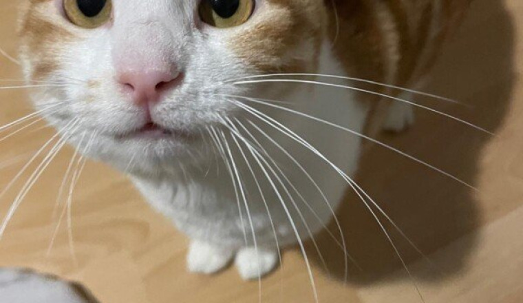 Sauvez Booga 🐈