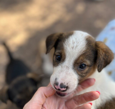 Soin et nourriture de Dara et ses 8 chiots