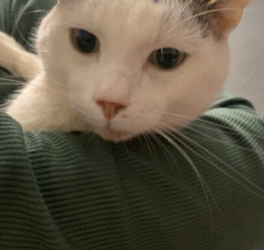 Aidez mon chat à lutter contre la PIF
