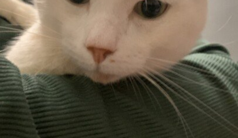 Aidez mon chat à lutter contre la PIF