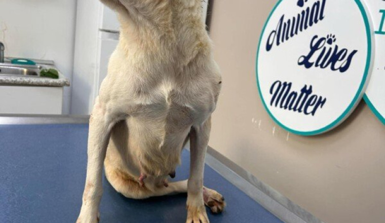 Chienne Xena Tunisie