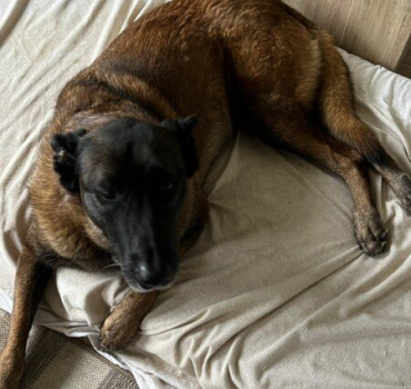 Aider Roxy à remarcher