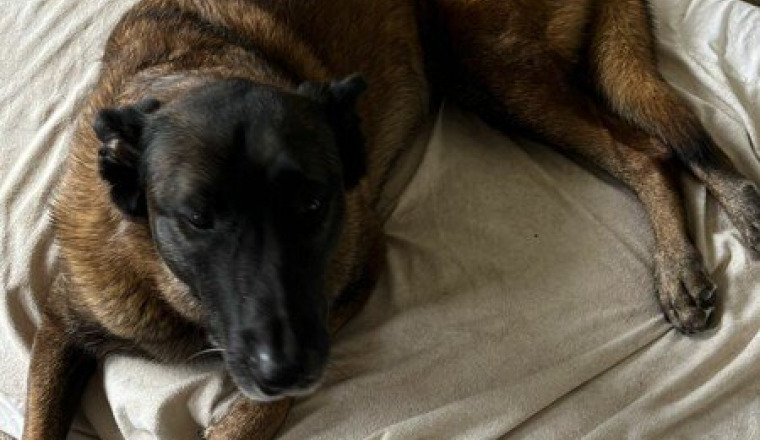 Aider Roxy à remarcher