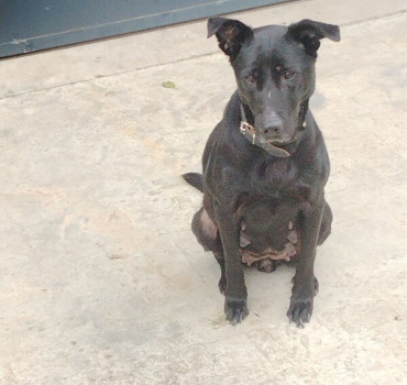 Sauver le chien de la maltraitance
