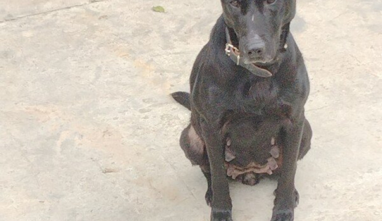 Sauver le chien de la maltraitance