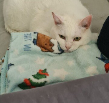Aider nous à soigner le chat de notre amie 🥺❤️