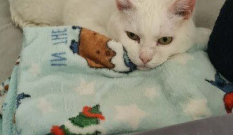 Aider nous à soigner le chat de notre amie 🥺❤️