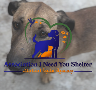 I NEED YOU SHELTER