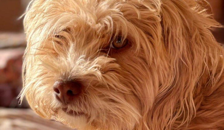 URGENCE ANIMALE ET HUMAINE