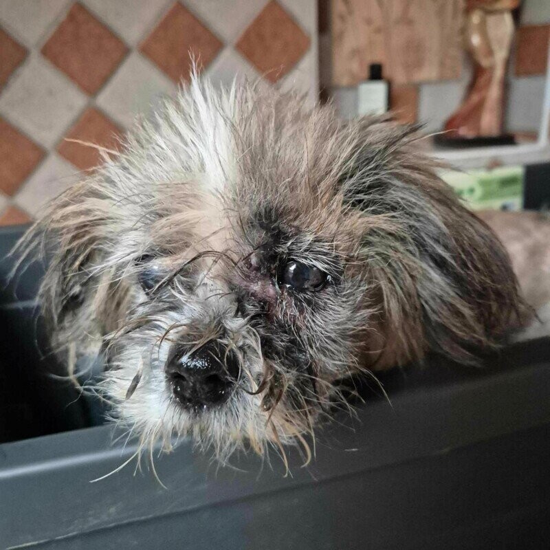 Sauvetage de Poppy femelle shih tzu de 10/12 ans