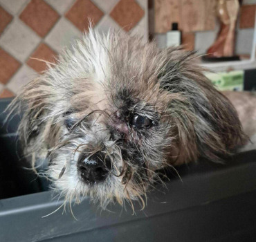 Sauvetage de Poppy femelle shih tzu de 10/12 ans