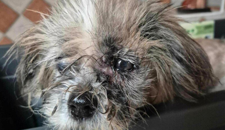 Sauvetage de Poppy femelle shih tzu de 10/12 ans