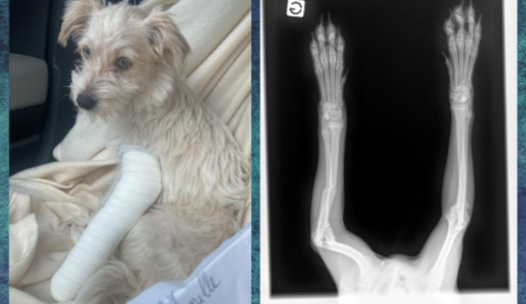Aidons Vanille petit chiot à la patte cassée