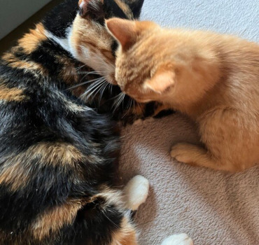 Sauvetages chats abandonnés