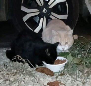 Stérilisation chatte errante et un mâle