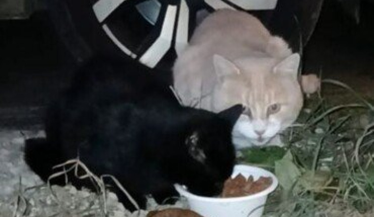 Stérilisation chatte errante et un mâle