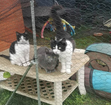 Sauvons les 11 chatons