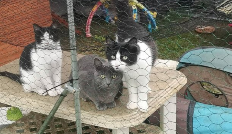 Sauvons les 11 chatons
