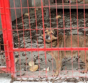 SAUVETAGE DES CHIENS D'ORASTIE-PARRAINAGES 2025
