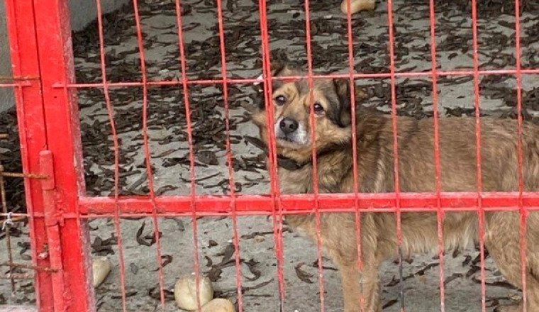 SAUVETAGE DES CHIENS D'ORASTIE-PARRAINAGES 2025