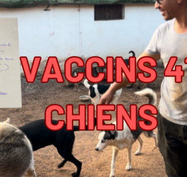 IMPORTANT : Vaccins pour 41 chiens du refuge