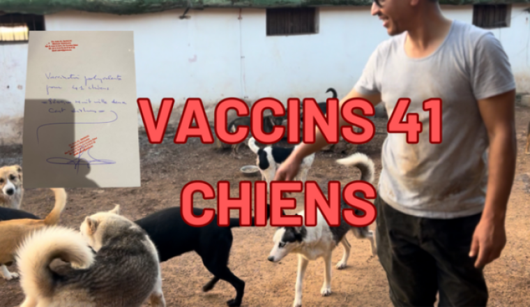 IMPORTANT : Vaccins pour 41 chiens du refuge