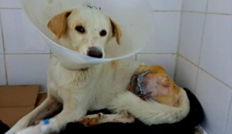 Des soins pour Leo