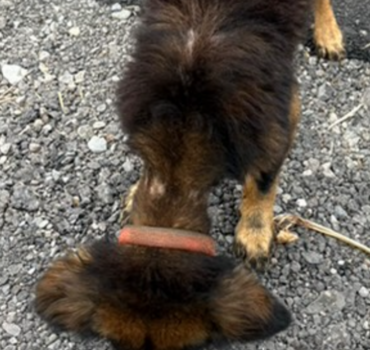 Aidons ce chien à sortir de la rue