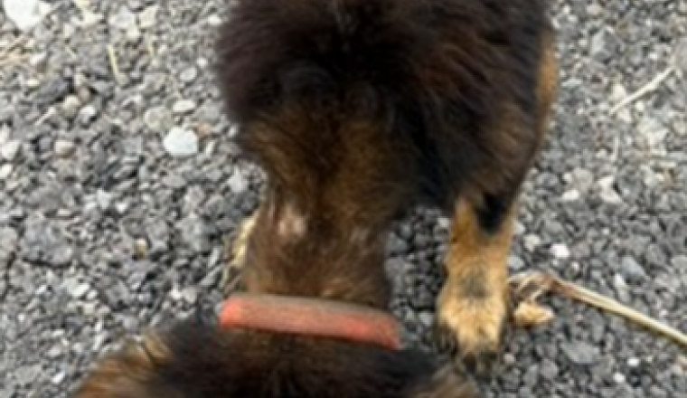 Aidons ce chien à sortir de la rue