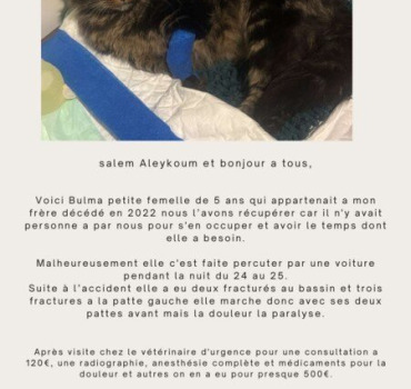 Frais d’opération pour Bulma🐱