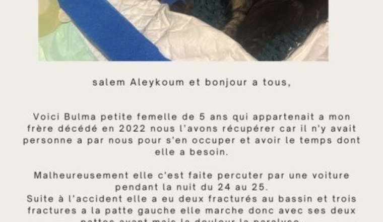 Frais d’opération pour Bulma🐱