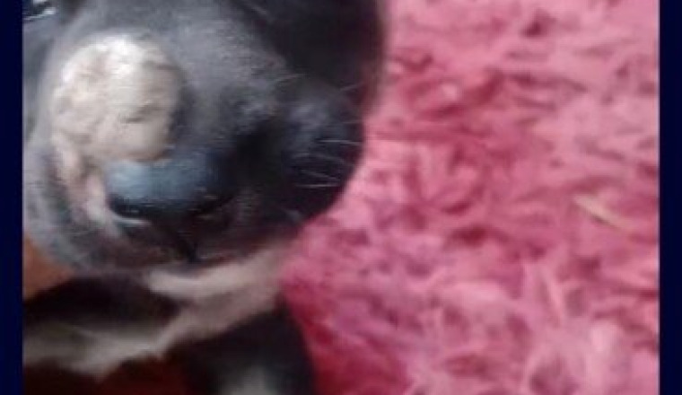 Pour soigner les animaux de Nizar