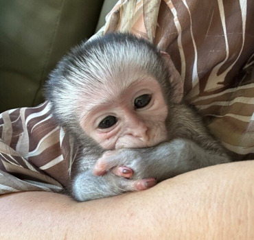 Pour Ellie et sa réserve de singes