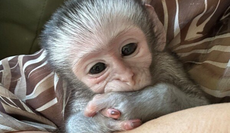 Pour Ellie et sa réserve de singes
