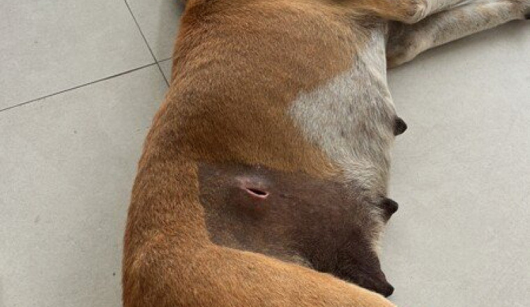 Donations pour les animaux errants à Bali 🐕🐾🐶🐱