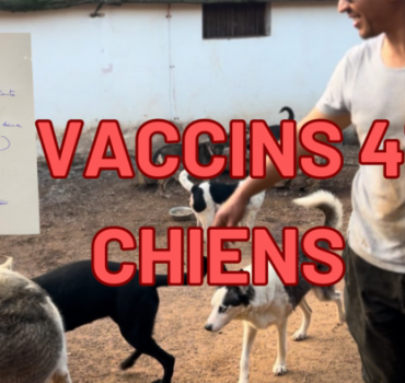 IMPORTANT : Vaccins pour 41 chiens du refuge
