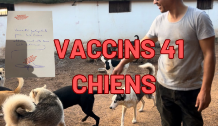 IMPORTANT : Vaccins pour 41 chiens du refuge