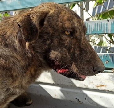 Les chiens de kenitra sont condamnés à mort