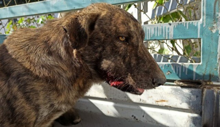Les chiens de kenitra sont condamnés à mort