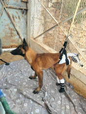 Image justificative de la cagnotte
