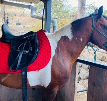 Aidez moi à rendre justice à mon cheval Apache