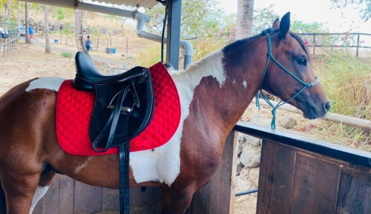 Aidez moi à rendre justice à mon cheval Apache
