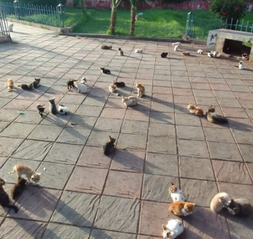 nourriture et soins des chats de hassan