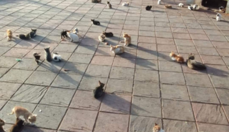 nourriture et soins des chats de hassan