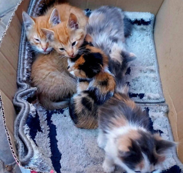 Pour Noël j'offre une stérilisation à une chatte
