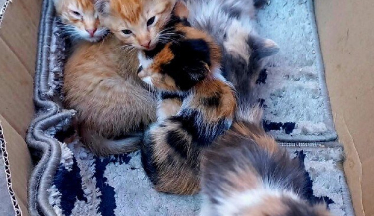 Pour Noël j'offre une stérilisation à une chatte
