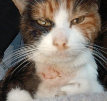 Pour Kitty, ma battante partie rejoindre le ciel