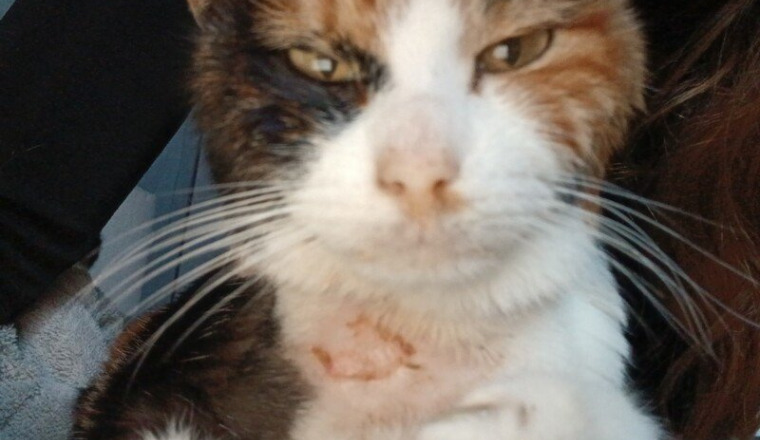 Pour Kitty, ma battante partie rejoindre le ciel