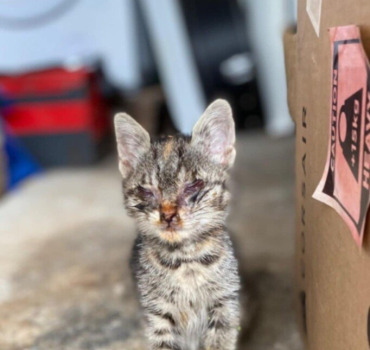 Soin urgent chaton coryza avancer